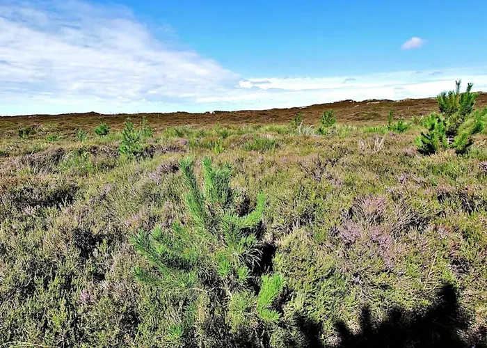 Holiday home 6 Person In Henne-by Traum *